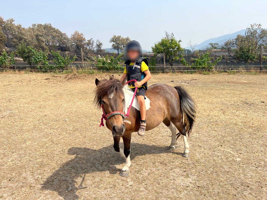 Pónei castanho e branco