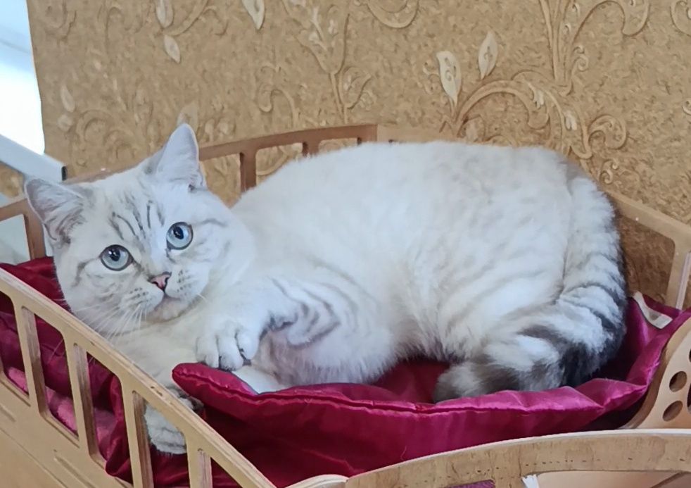 Мальчик шиншилла поинт