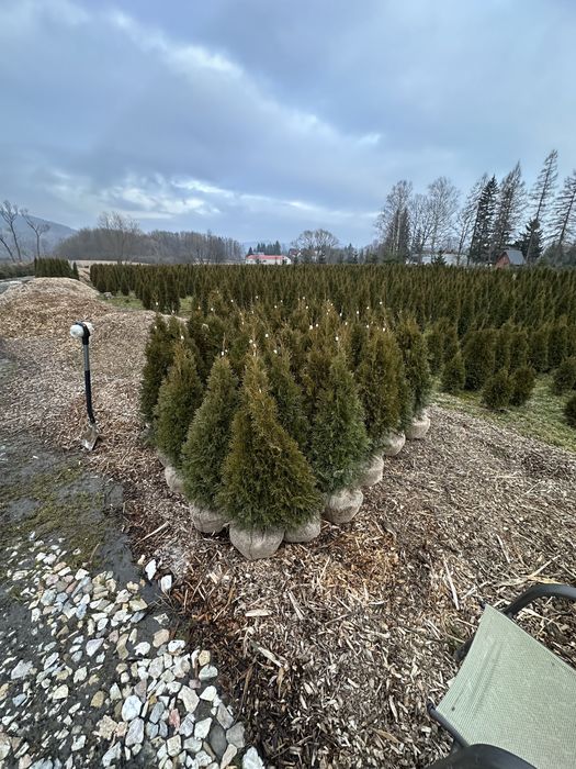 Tuja thuje szmaragd szmaragdy sadzenie transport