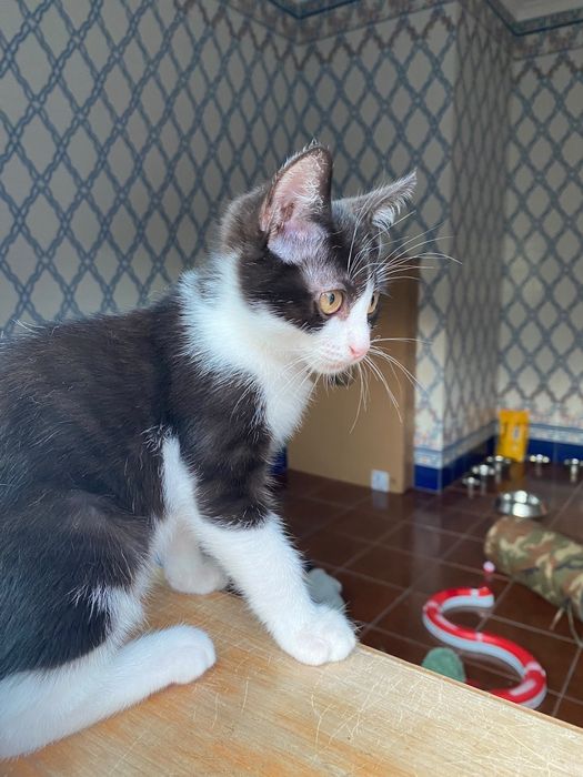 Gatinhos bebes para adopção responsável