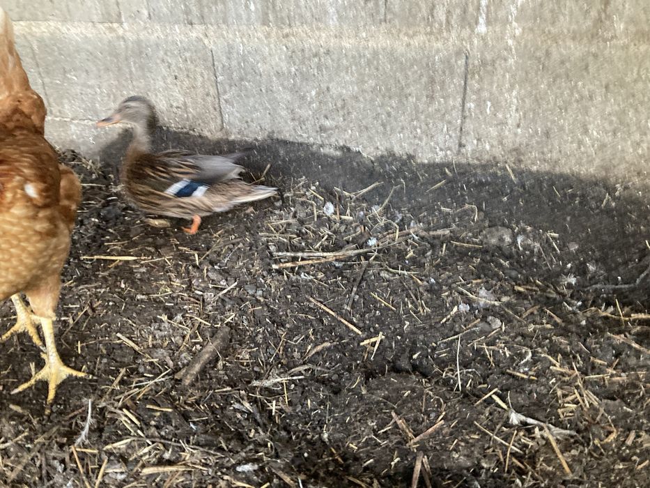 Femea de pato para troca