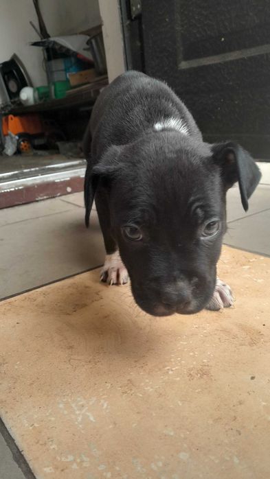 Цуцики підбуля 1,5 місяців