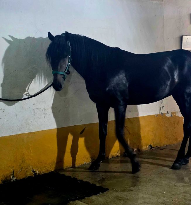 Cavalo Lusitano pronto para começar o desbaste