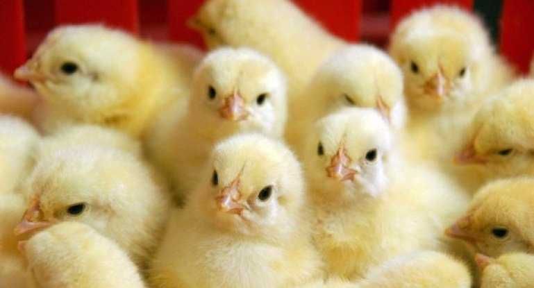 Бройлер КОББ 500