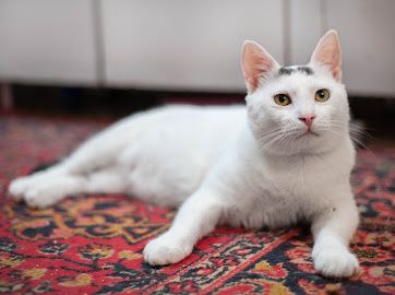 Пристраиваем в добрые руки