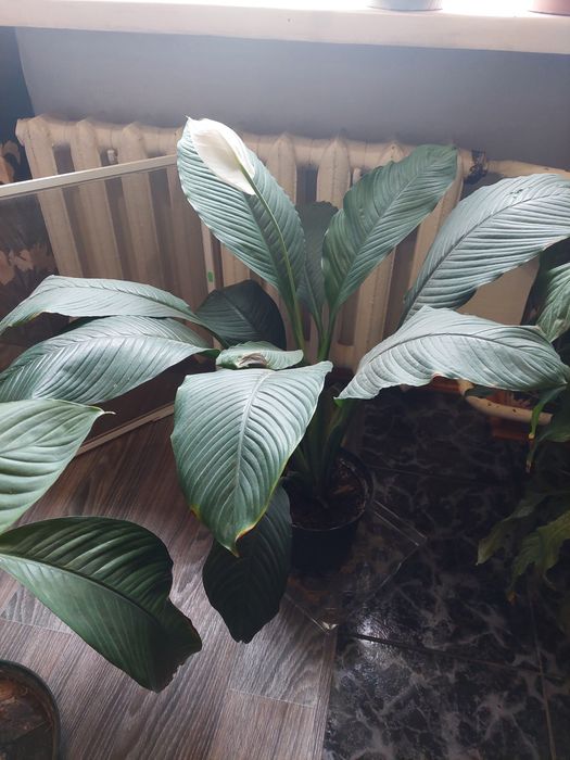 Спатифілум, сенсація, жіноче щастя