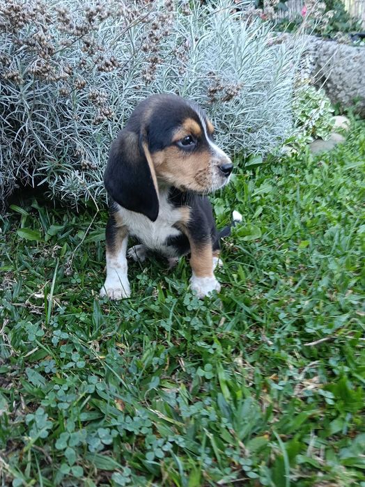 Beagle macho belíssimo