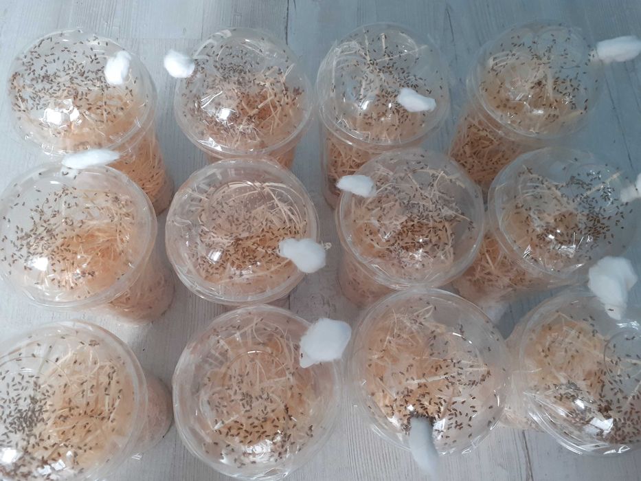 5 x Muszki owocówki Drosphila melanogaster