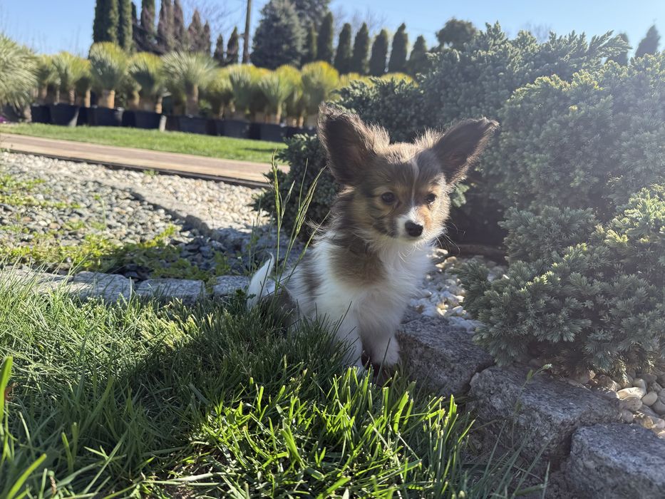 Papillon szczeniak suczka spaniel kontynentalny miniaturowy