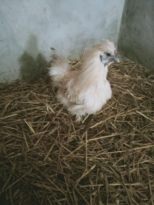 Koguty silka, sebrytka, feniksy, brahma  i krzyżówka