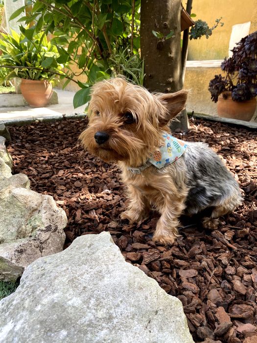Yorkshire Terrier Lumiar