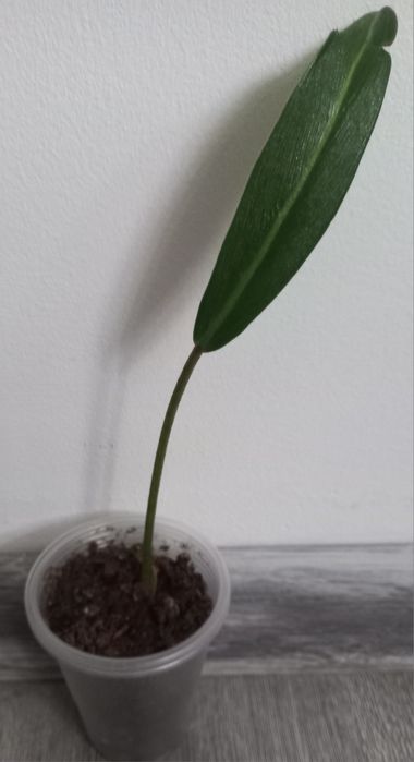 Филодендрон Pig Skin  довгий лист