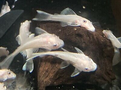 L 144 Snow white 3-4cm promocja