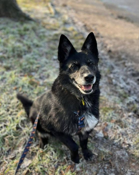 Saba, suczka szuka człowieka