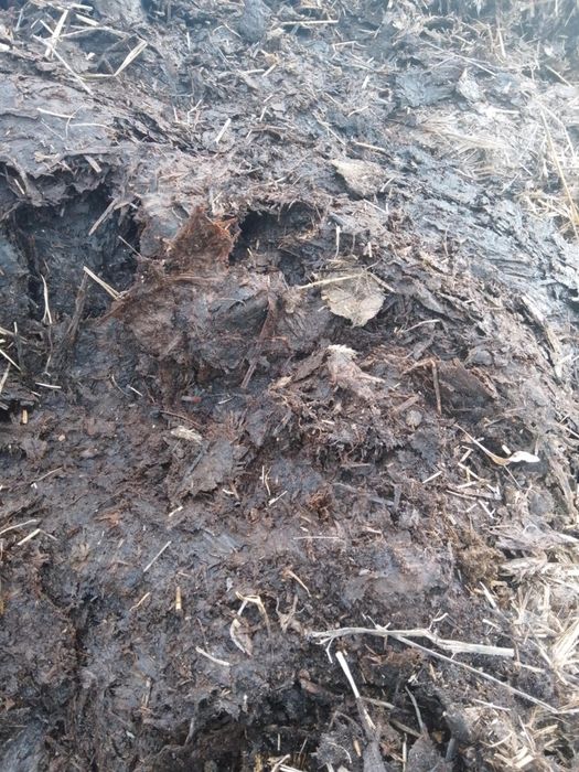 Sprzedam obornik bydlęcy