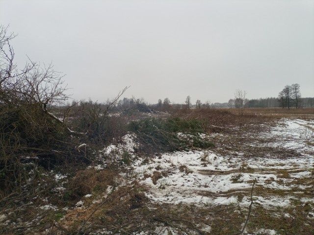 Wycinka drzew za drewno