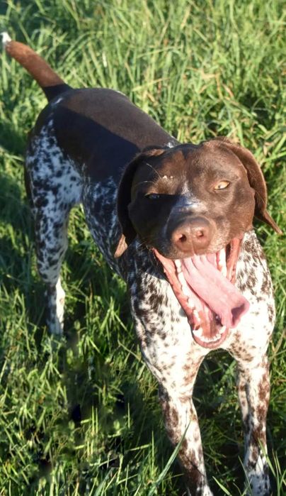 Случка в'язка кабеля курцхаара