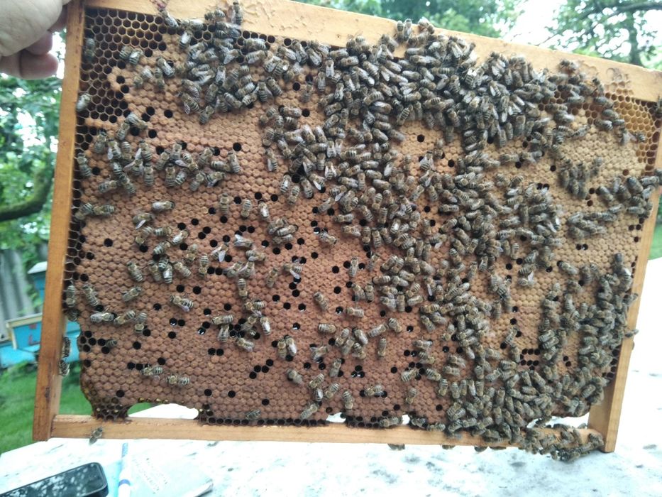 Стільникові пакети бджіл карпатської популяції