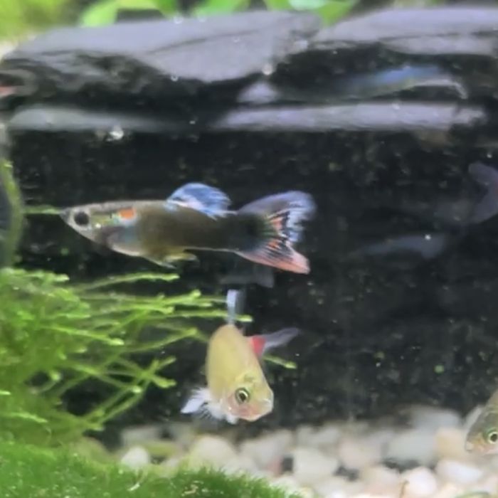 Vendo Guppies/guppys juvenis