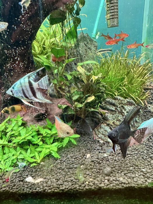 Aquário plantado 250L completo