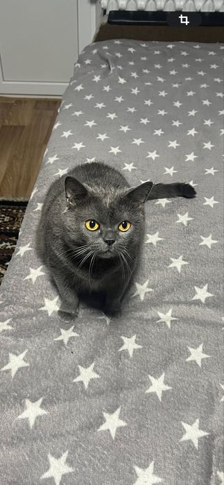 Отдам кошку, Британка