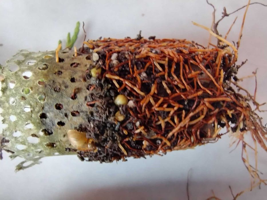 Cupressus leylandii para venda em placas múltiplas 20-35cm