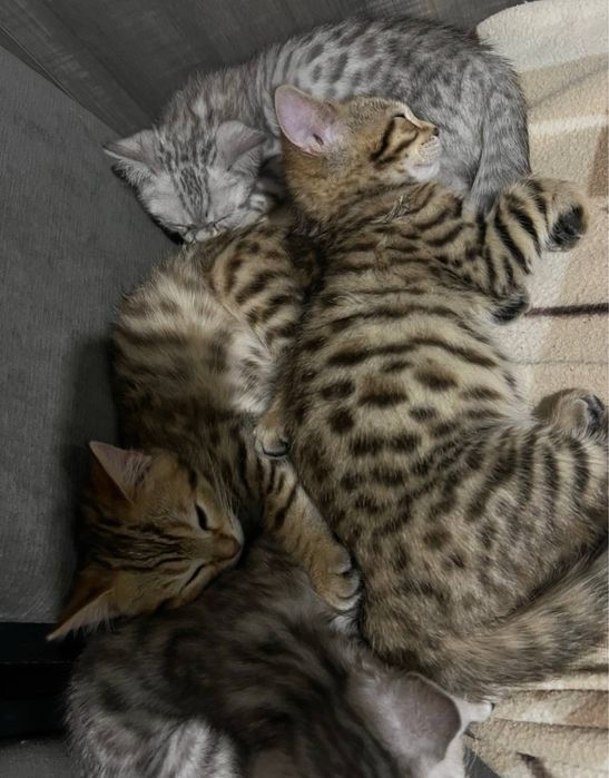Бенгальські котики