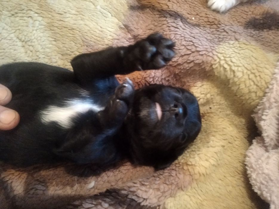 Продам щенков кокер спаніель американец 1,5 месяца девочки цена 5000