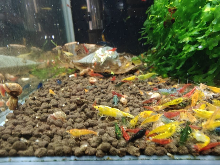Krewetki Neocaridina MIX - różne kolory