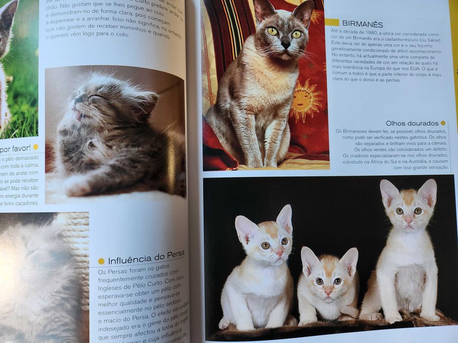 Gatos Caçadores elegantes com patas de veludo