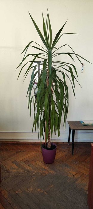 продам комнатную пальму Юкка