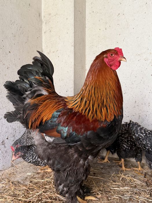 Ovos Brahma Perdiz