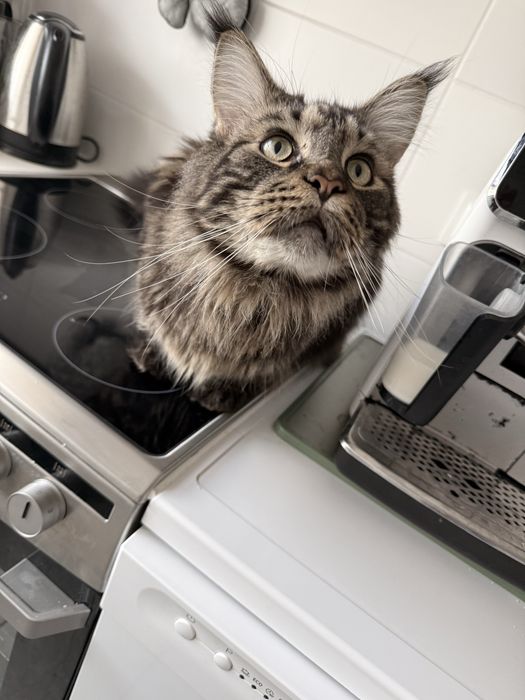 Kocur Maine Coon