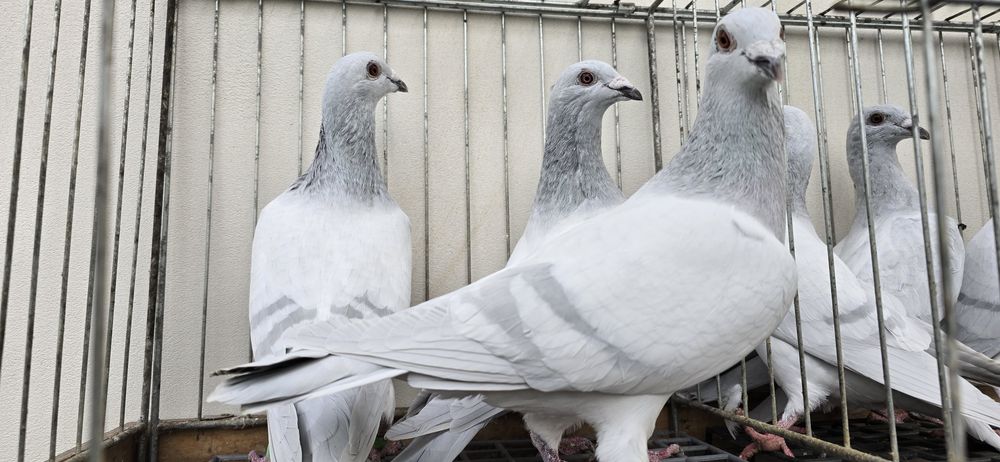 Milki samce samice likwidacja