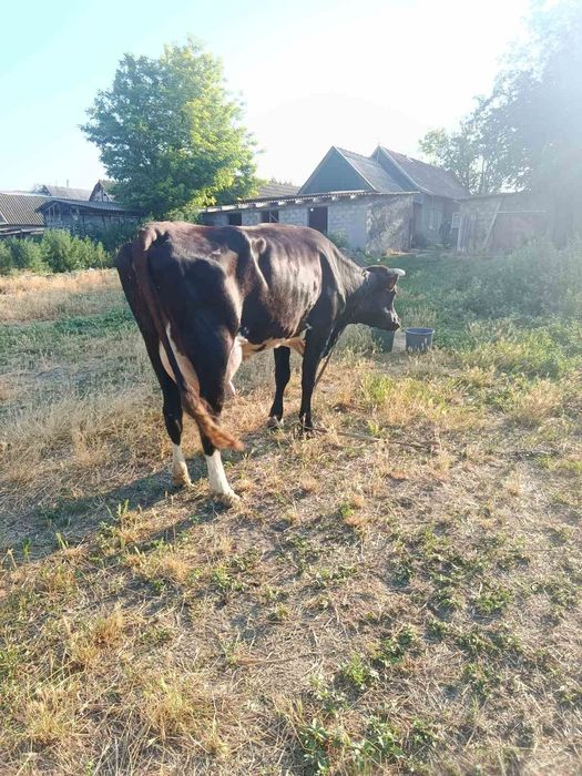 Продам корову на хозяйство