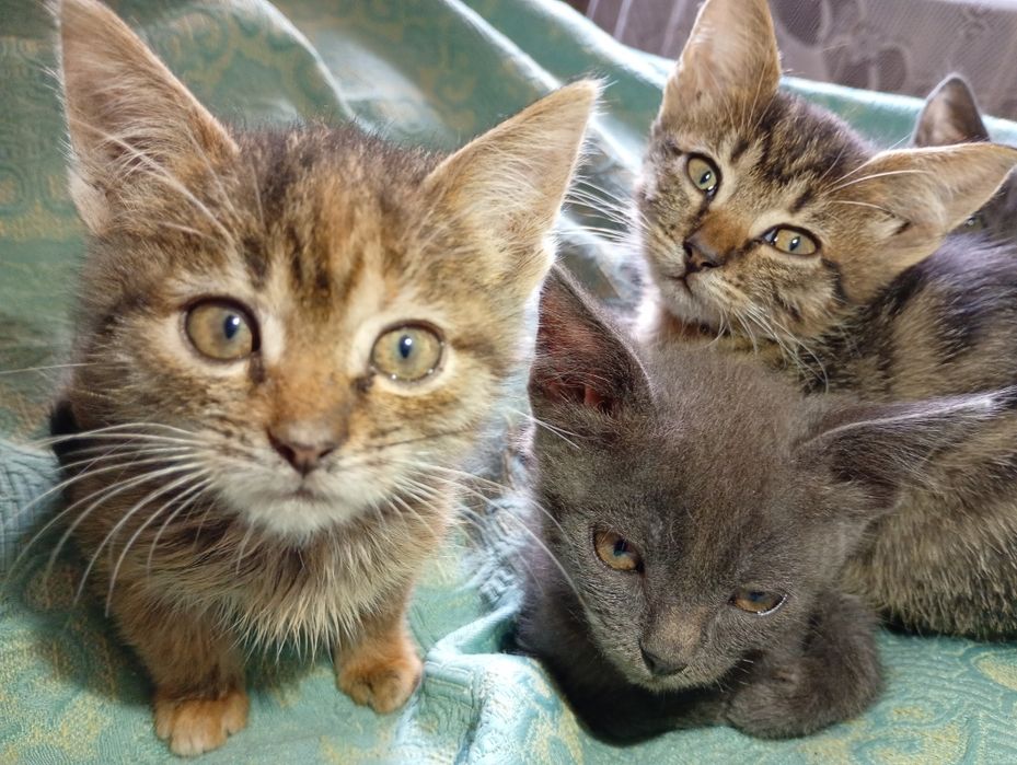 Кошенята 2,5 місяця   в Дар