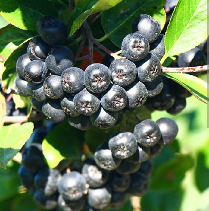 Aronia 25 kilogramów