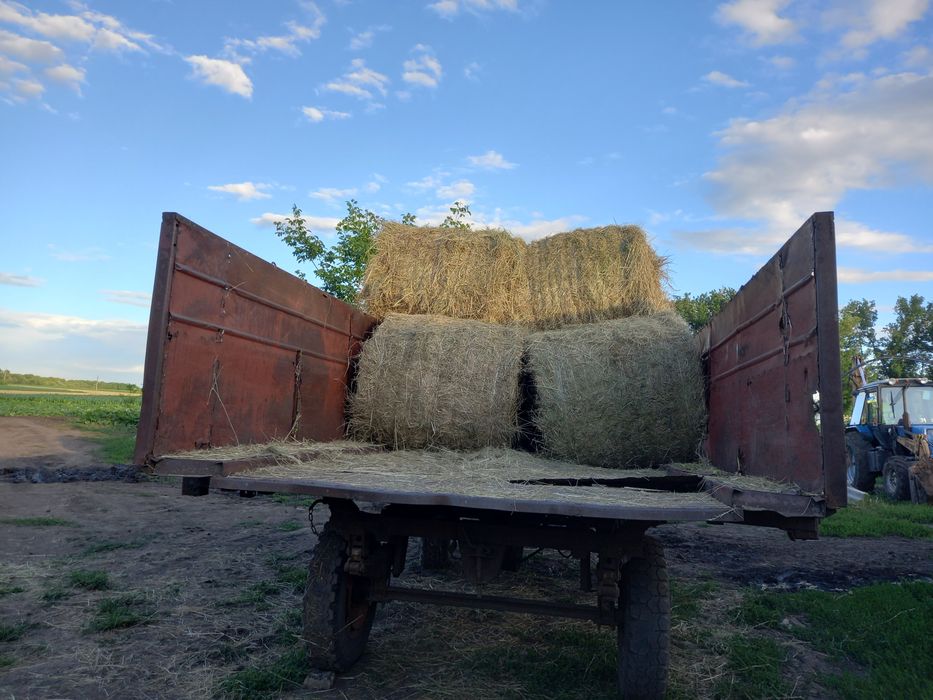 Продам сіно свіже в круглих тюках 2026г