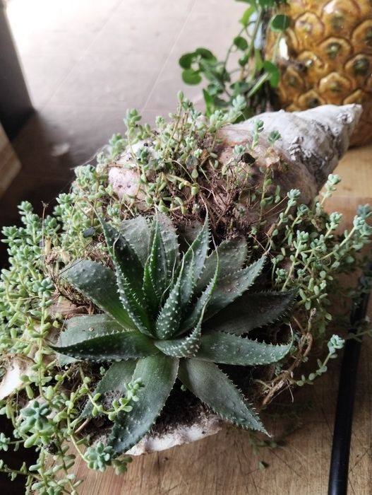 Vasos improváveis com plantas alusivas