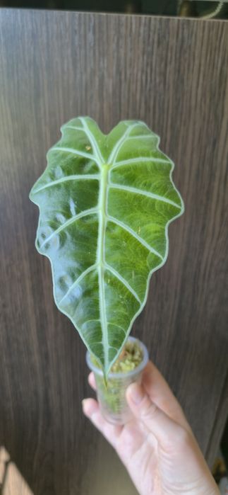 Алоказія Поллі дітка