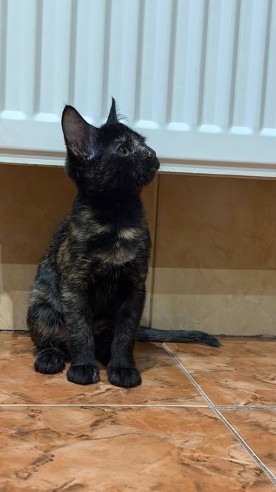Кошеня дівчинка котеня