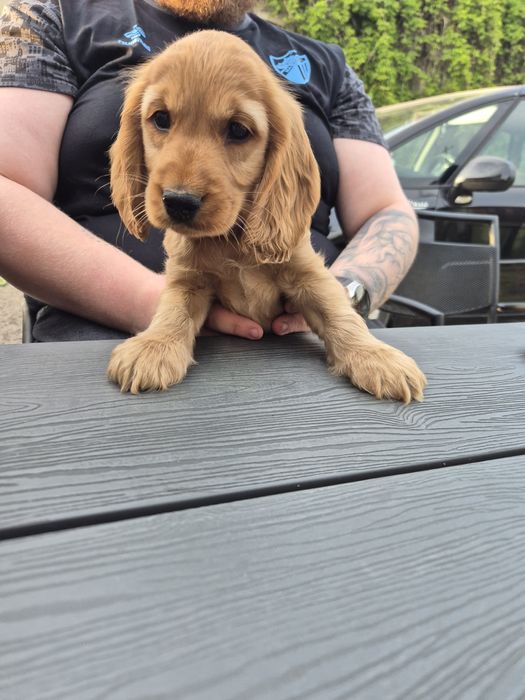 Cocker spaniel angielski