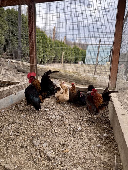 Serama Seramy  jaja lęgowe