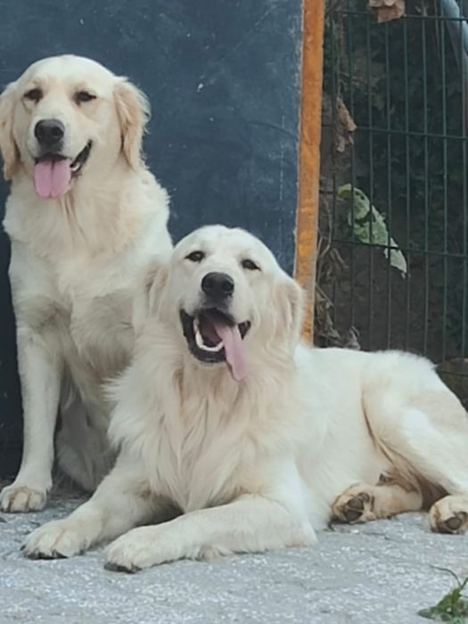 Golden Retriever   disponível.