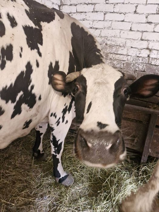 Продам корову Станіславчик