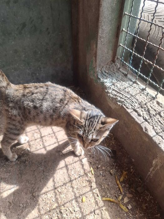 Gatinha para adopção