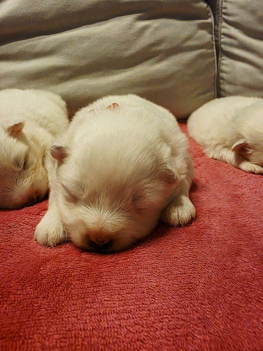 Samoyed,  szczeniaki FCI, ZKwP, pies, rodowód,