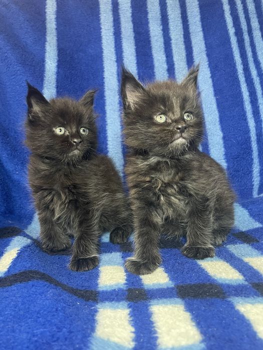 Мейн-кушата левенята