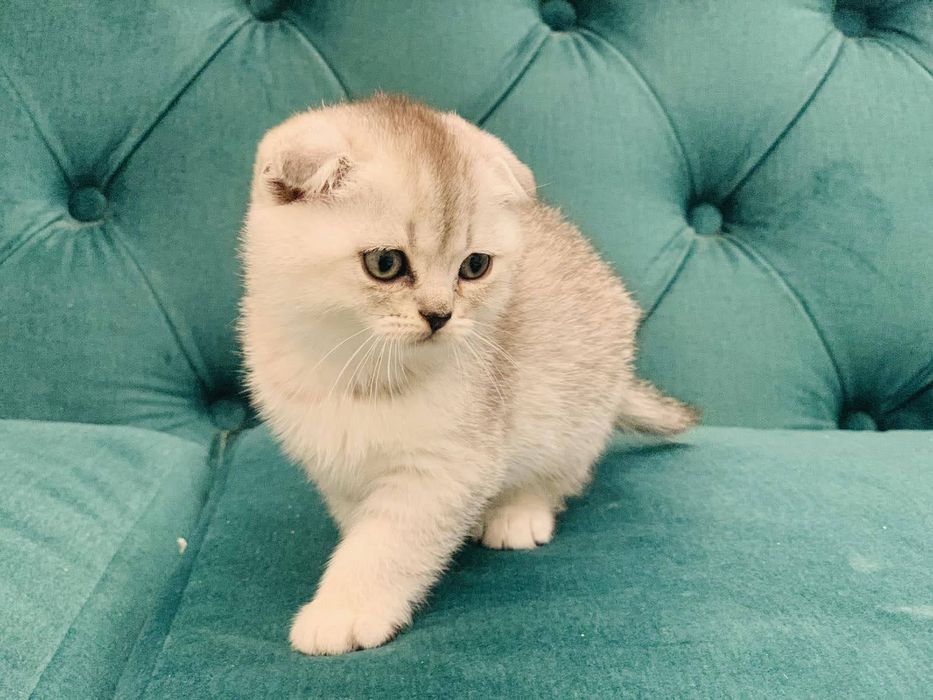Шотландський висловухий хлопчик.