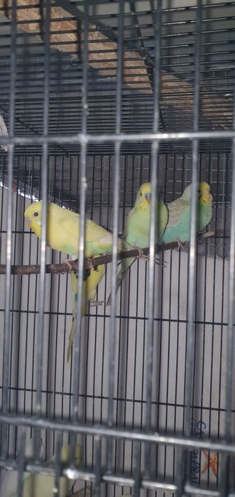 Piriquitos australianos